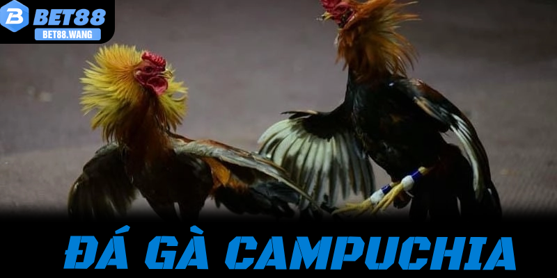 Đá Gà Campuchia: Cách Chinh Phục Đấu Trường Thomo Đỉnh Cao